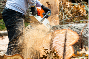Stump Removal Adelaide