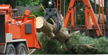 tree removal Adelaide Hills