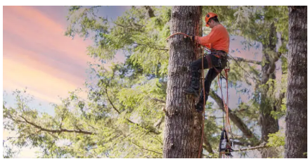 arborist Adelaide Hills